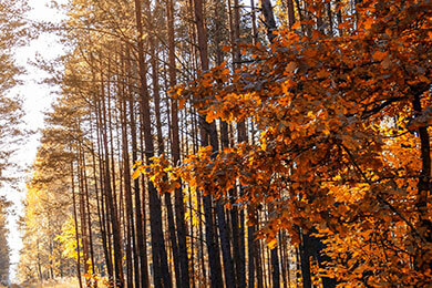 开云体育入口-马刺轻取日本男篮，米切尔爆发神勇：精彩对决背后的故事