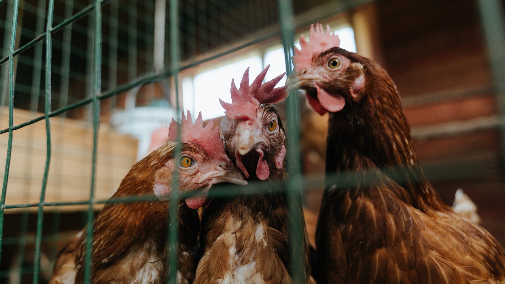 虚构战场，罗德里戈的米兰之夜与哥伦比亚防线突围记